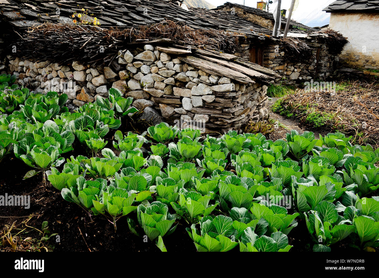 Plants of the himalayas hi-res stock photography and images - Alamy