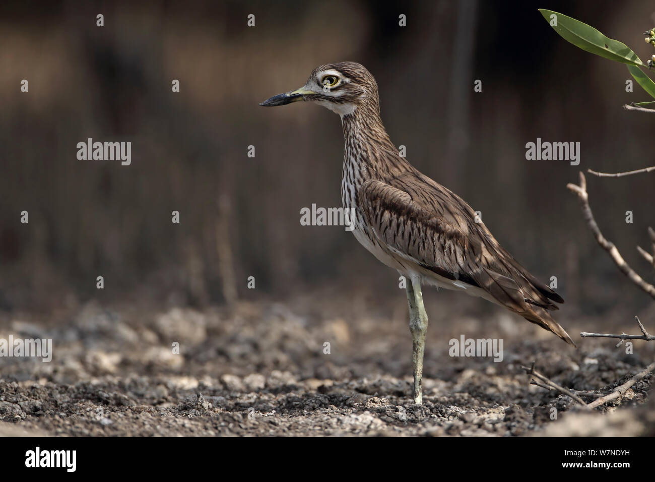 Senegal Thick-knee Stone Curlew (Burhinus senegalensis) North Bank The Gambia, February 2012 Stock Photo