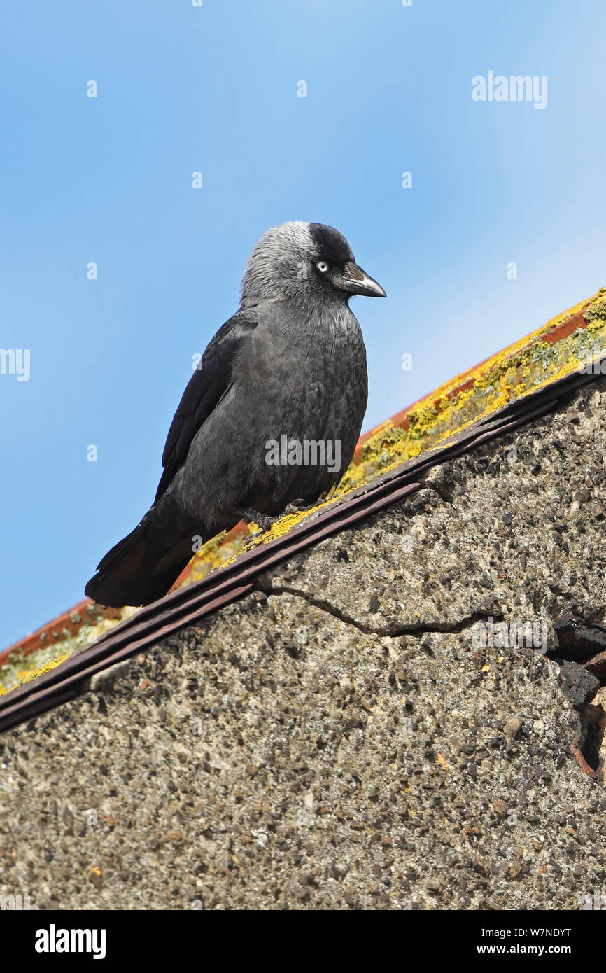 Jackdaw (Corvus monedula) profile on roof, Northumberland UK June Stock Photo