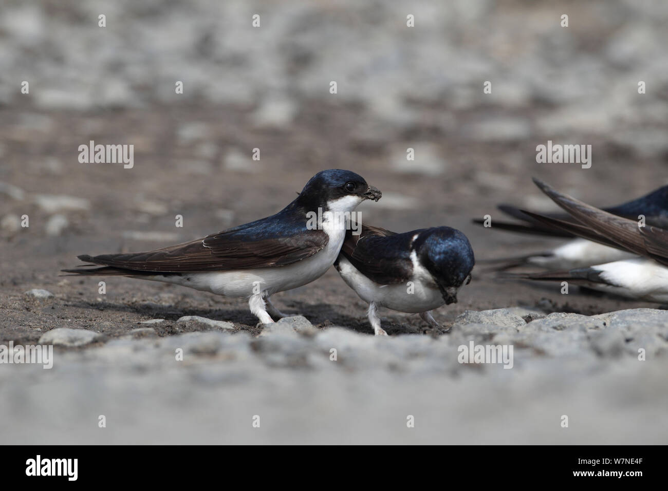 House Martins (Delichon urbicum) collecting mud with which to make nests, Northumberland UK June Stock Photo