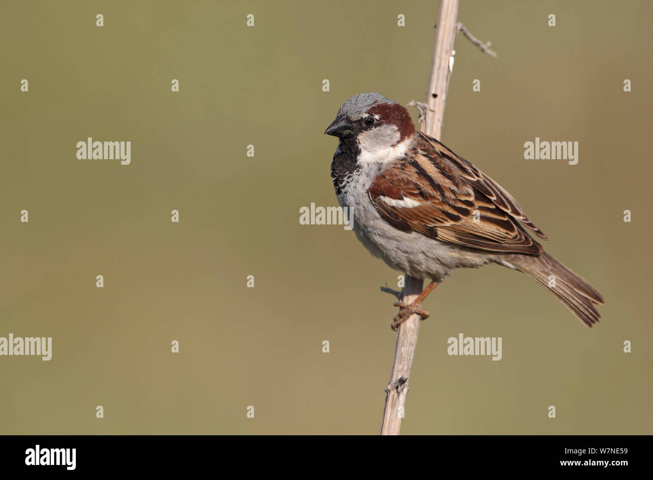 House Sparrow (Passer domesticus) profile portrait, Cyprus, March Stock Photo