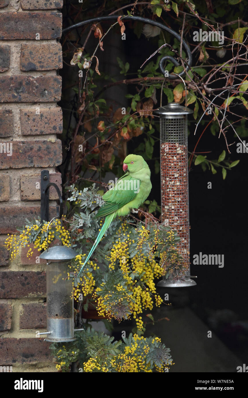 Rose ringed Parakeet (Psittacula krameri) at bird feeders in urban garden, London, UK January Stock Photo