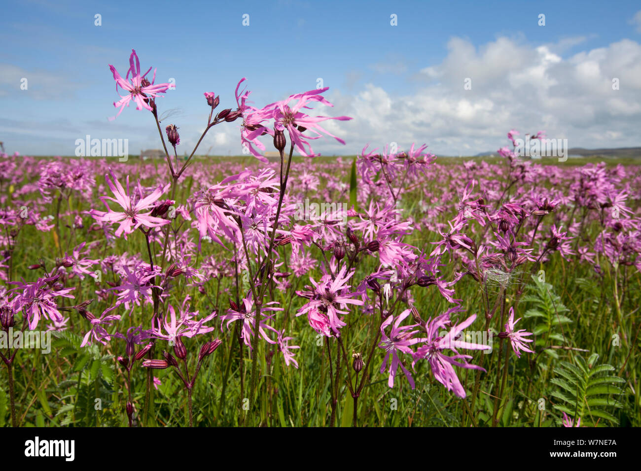Ragged robin (Silene flos-cuculi) growing on Machair farmland, South Uist, Outer Hebrides, Scotland, July. 2020VISION Book Plate. Stock Photo