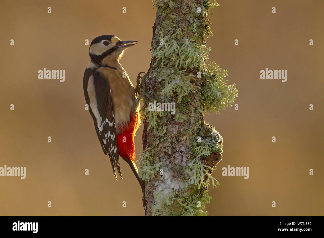 Great Spotted Woodpecker (Dendrocopus major) foraging on birch trunk, Cairngorms National Park, Scotland, UK, December. 2020VISION Book Plate. Did you know? Great Spotted Woodpeckers can knock on wood 40 times a second. Stock Photo