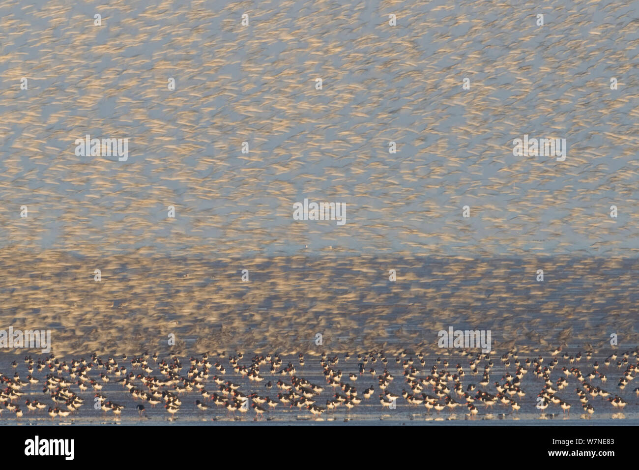 Large flock of Oystercatchers (Haematopus ostralegus) and Knot (Calidris canuta) taking flight. The Wash Estuary, Norfolk, England, UK, October. 2020VISION Book Plate. Stock Photo