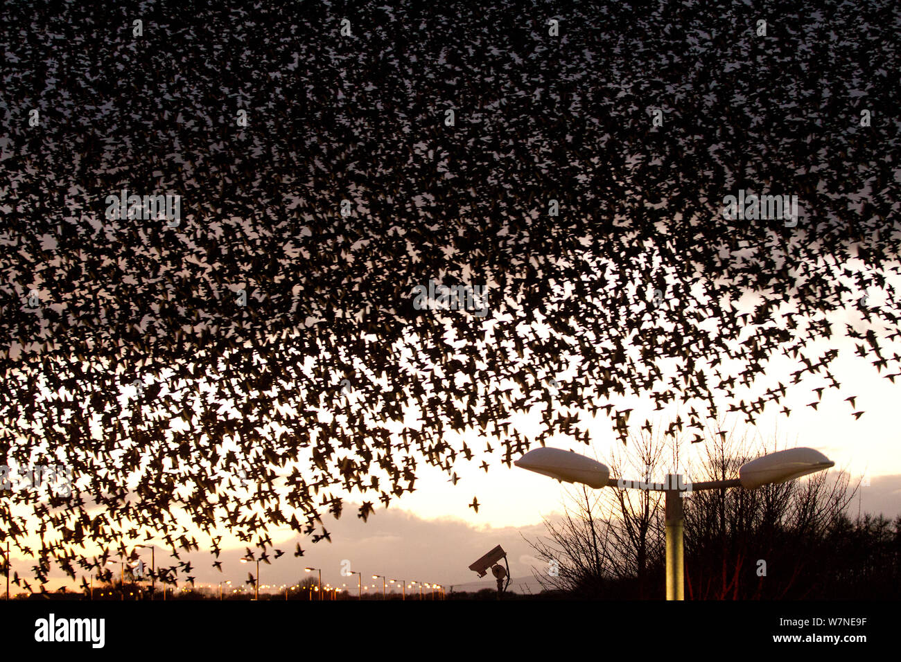 Starlings (Sturnus vulgaris) flocking above urban streetlights at dusk. Dumfries and Galloway, Scotland, UK, March. 'Urban Wildlife' category, British Wildlife Photography Awards (BWPA) competition 2012. Stock Photo
