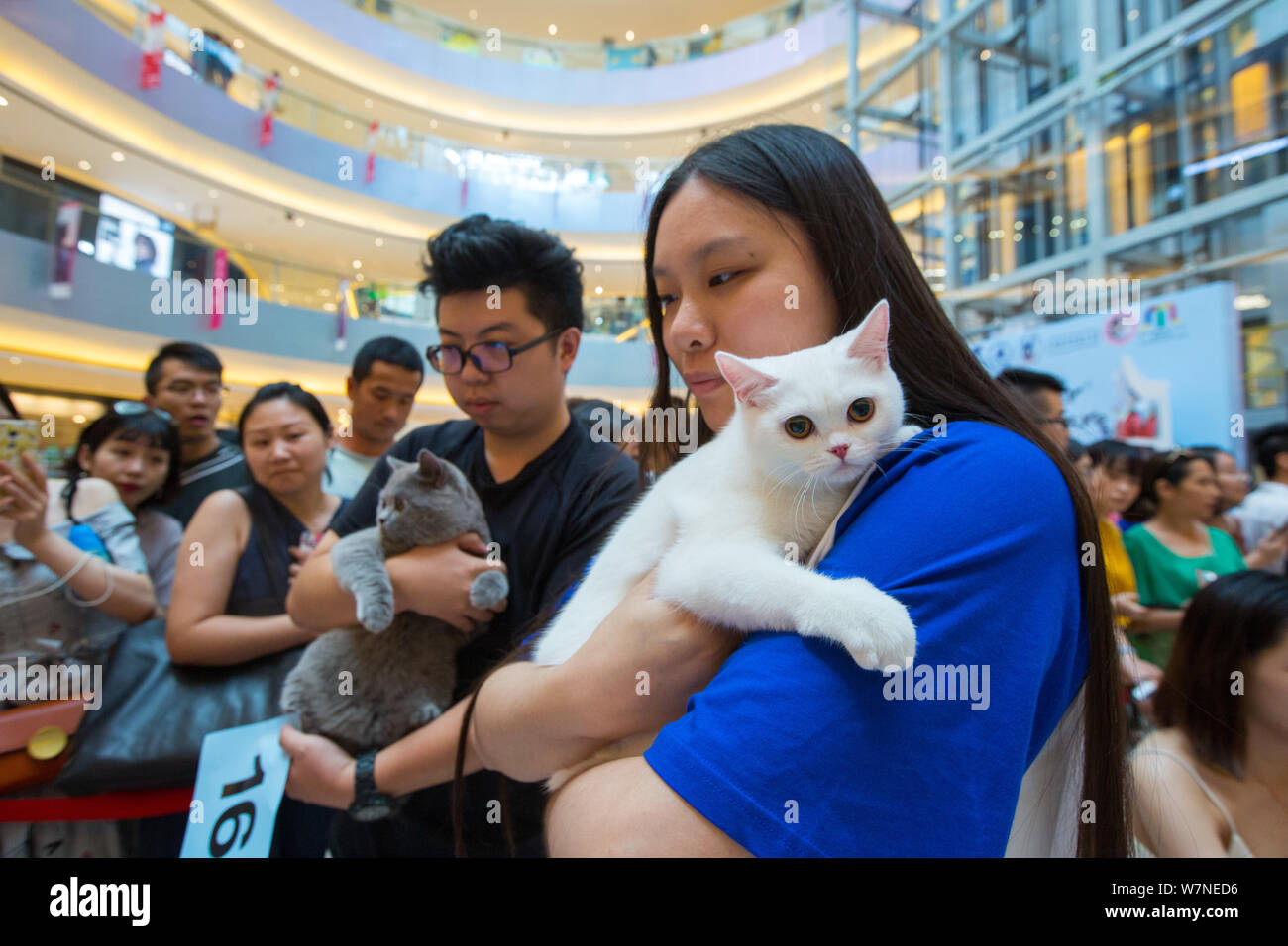 Pedigree cats are pictured at the 2017 World Cat Federation (WCF) Rings Special Breed Shows in Hangzhou city, east China's Zhejiang province, 29 July Stock Photo