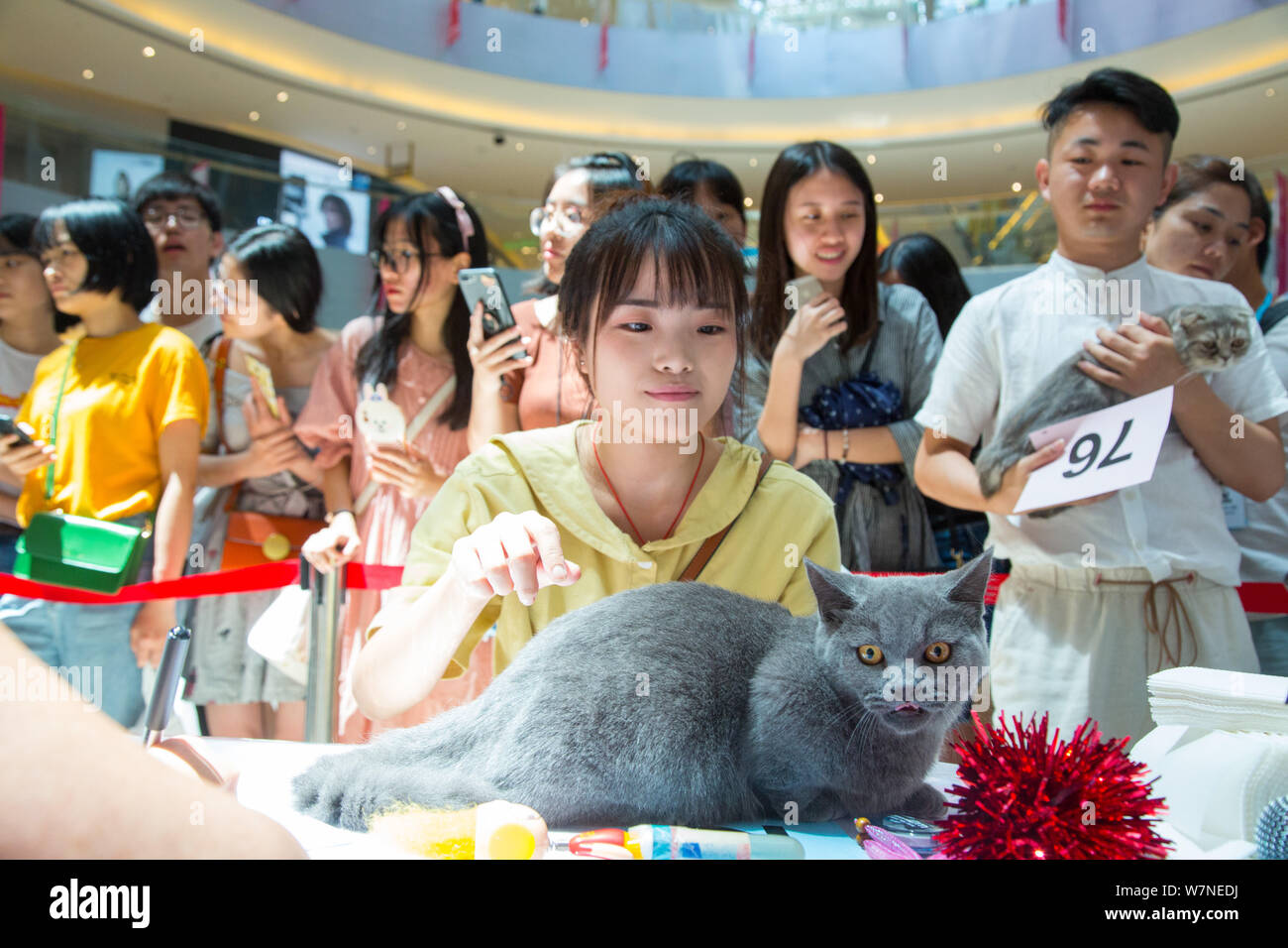 Wcf cat hires stock photography and images Alamy