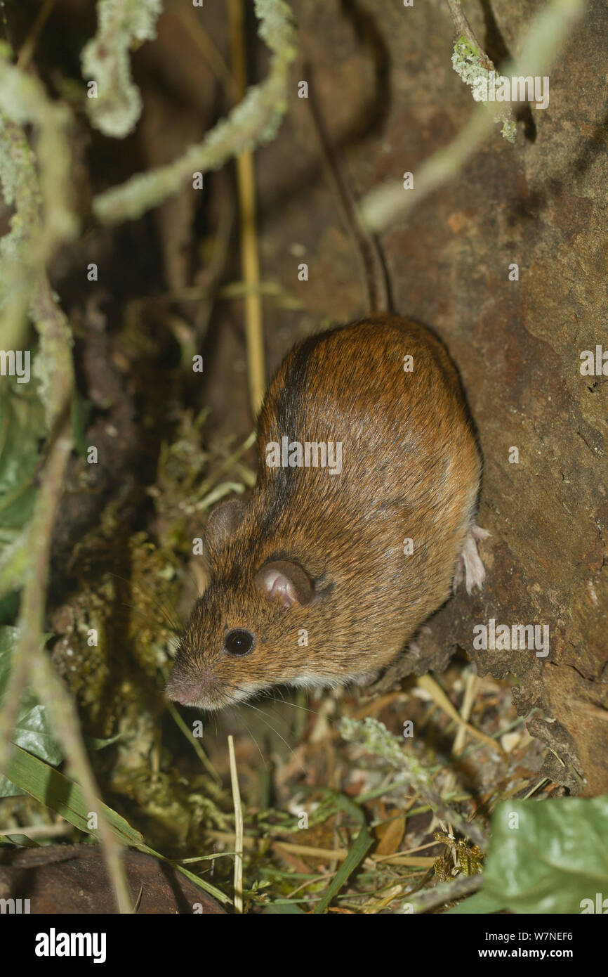 Striped Field mouse (Apodemus agrarius) captive Stock Photo