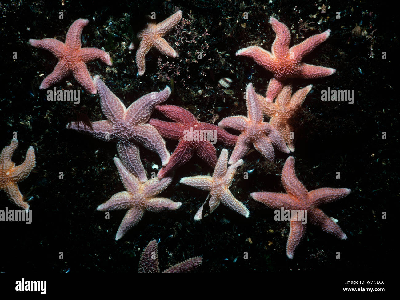 Northern Sea Star (Asterias vulgaris)