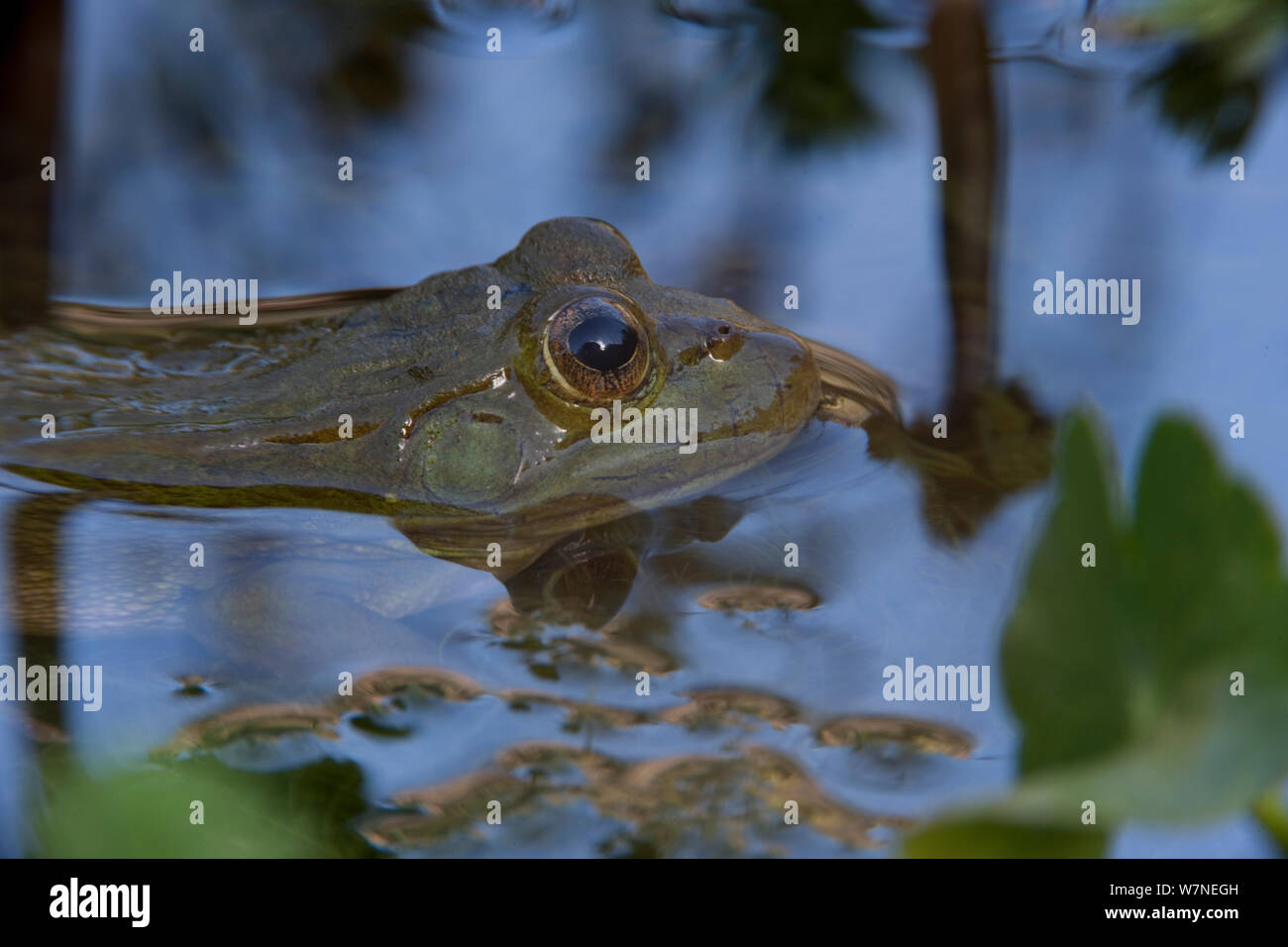 Chiricahua Leopard Frog (Rana chiricahuensis) also known as Ramsey Canyon Leopard Frog (Rana subaquavocalis) profile in water, IUCN vulnerable, Arizona, USA Stock Photo