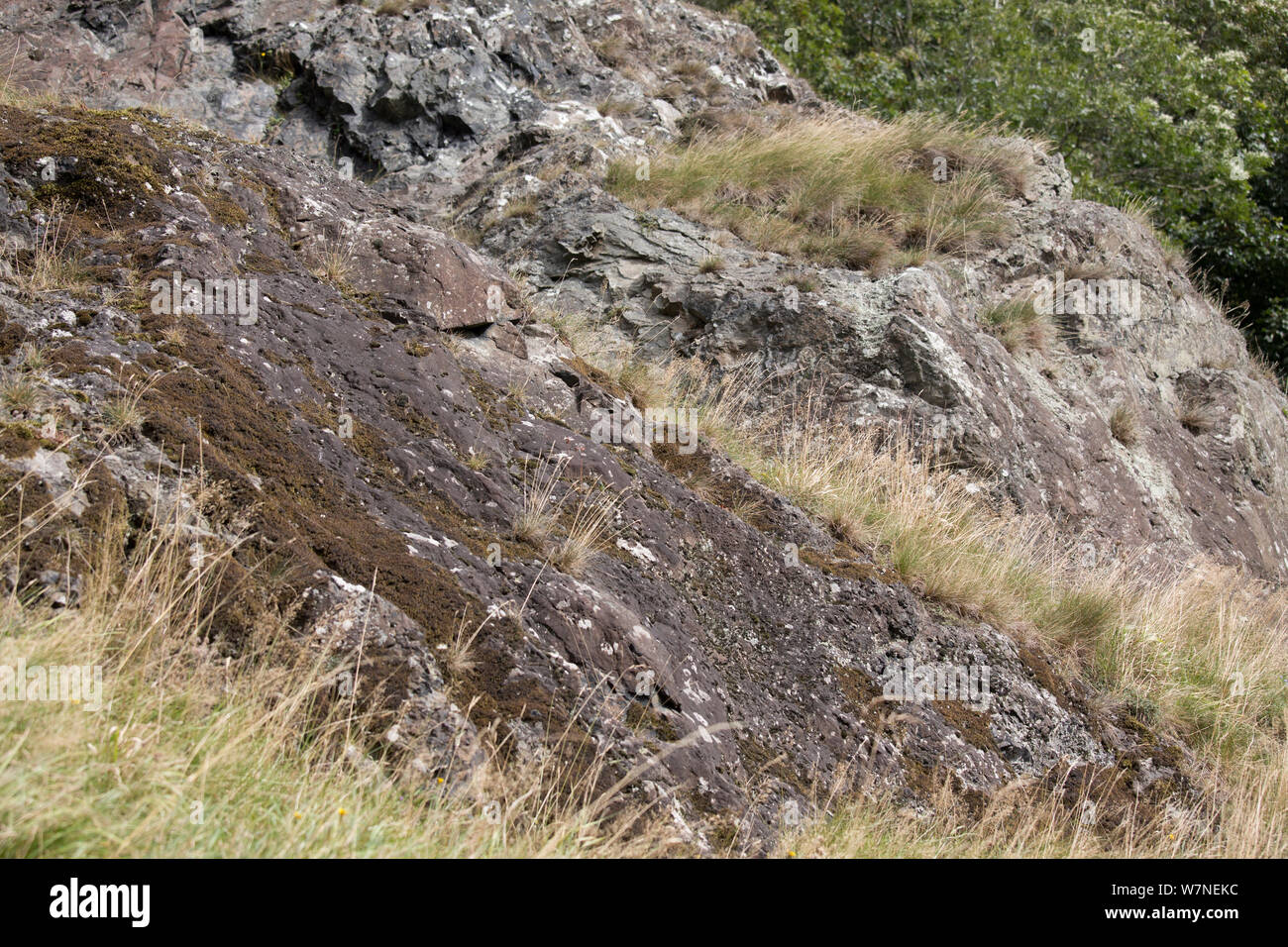 Meadow grasses and flowers over igneous rocks. Stanner Rocks National Nature Reserve, Powys, Wales, UK, September. Stock Photo