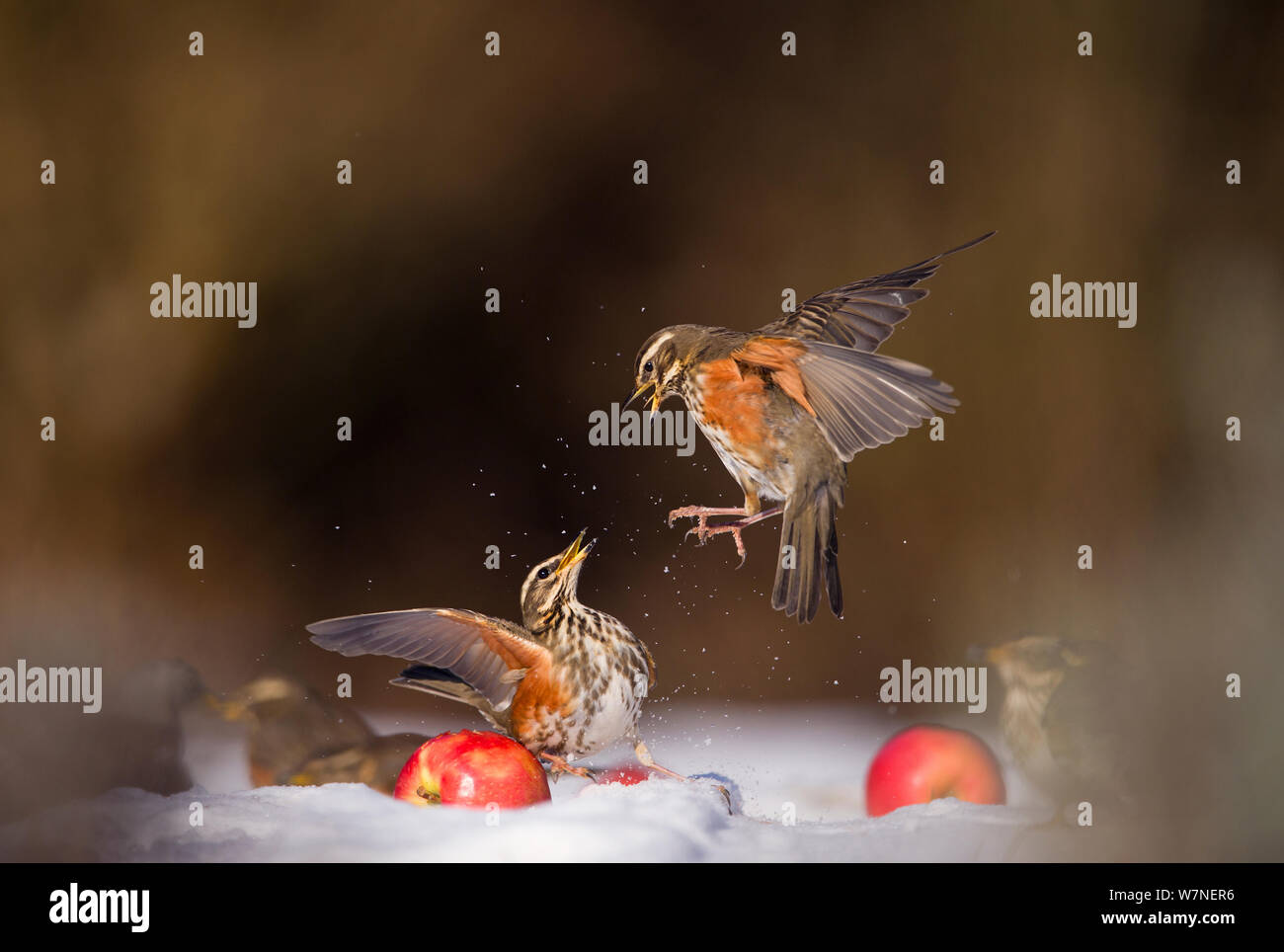 Redwings (Turdus iliacus) squabbling over an apple in snow. Derbyshire, UK, February. British Wildlife Photographer of the Year (BWPA) competition 2012, 'Animal Behaviour' category. (Non-ex) Stock Photo