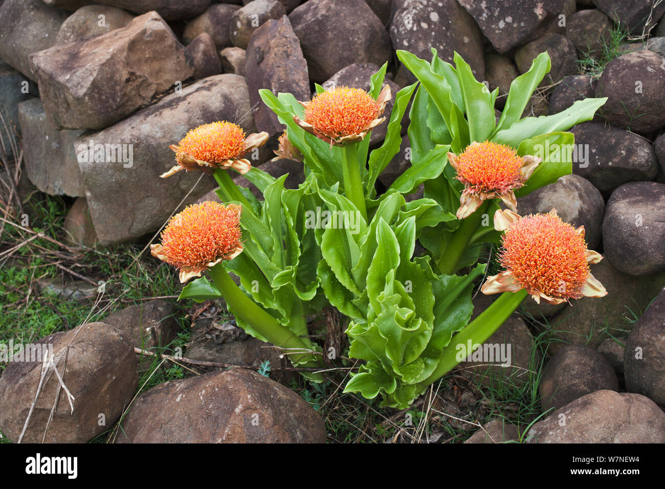 Blood lily (Scadoxus puniceus) Hidden Valley, KwaZulu-Natal, South Africa Stock Photo