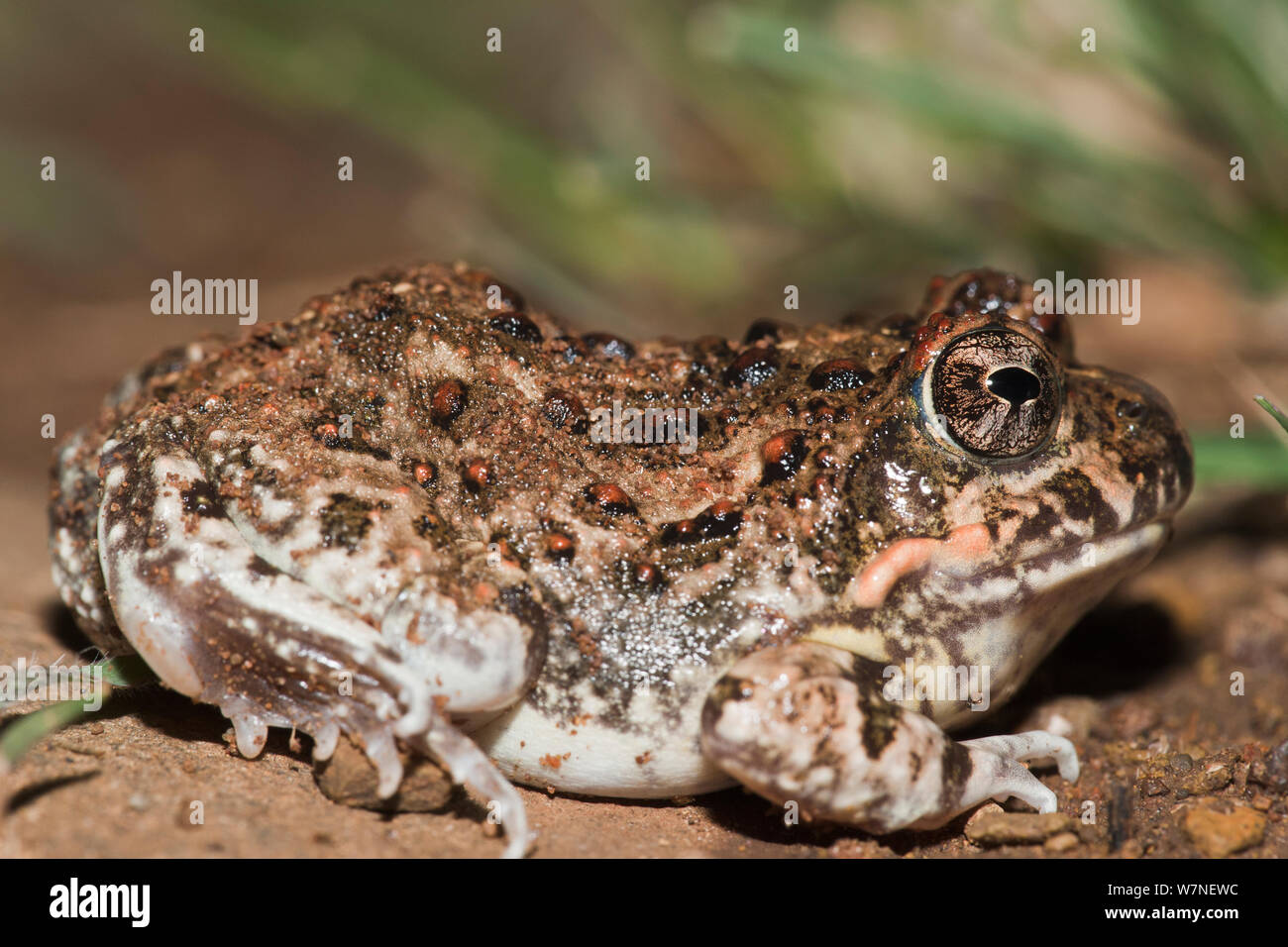 Tremolo   Common Sand Frog (tomopterna Cryptotus) , Hidden Valley 