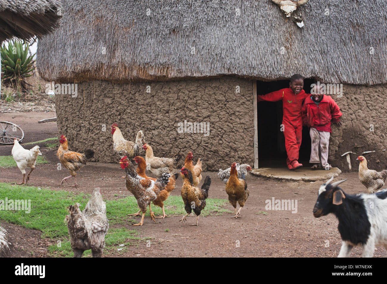 Two Zulu boys, chicken and a goat in front of a Zulu hut, Hidden Valley, KwaZulu-Natal, South Africa, October 2006 Stock Photo