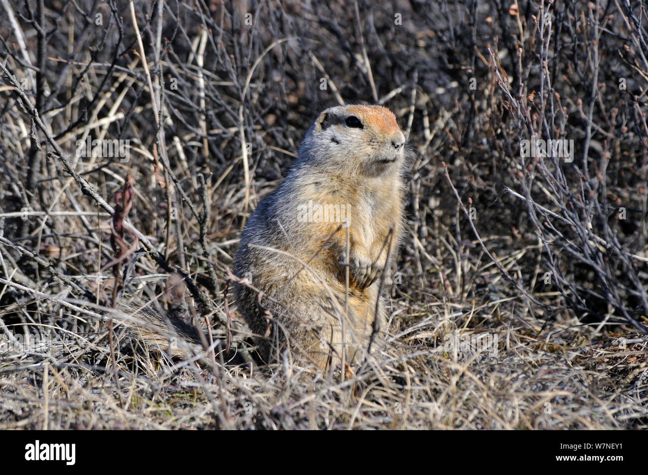 Arctic / Parry's ground squirrel (Spermophilus parryii, Magadan oblast, Far East Russia, May Stock Photo