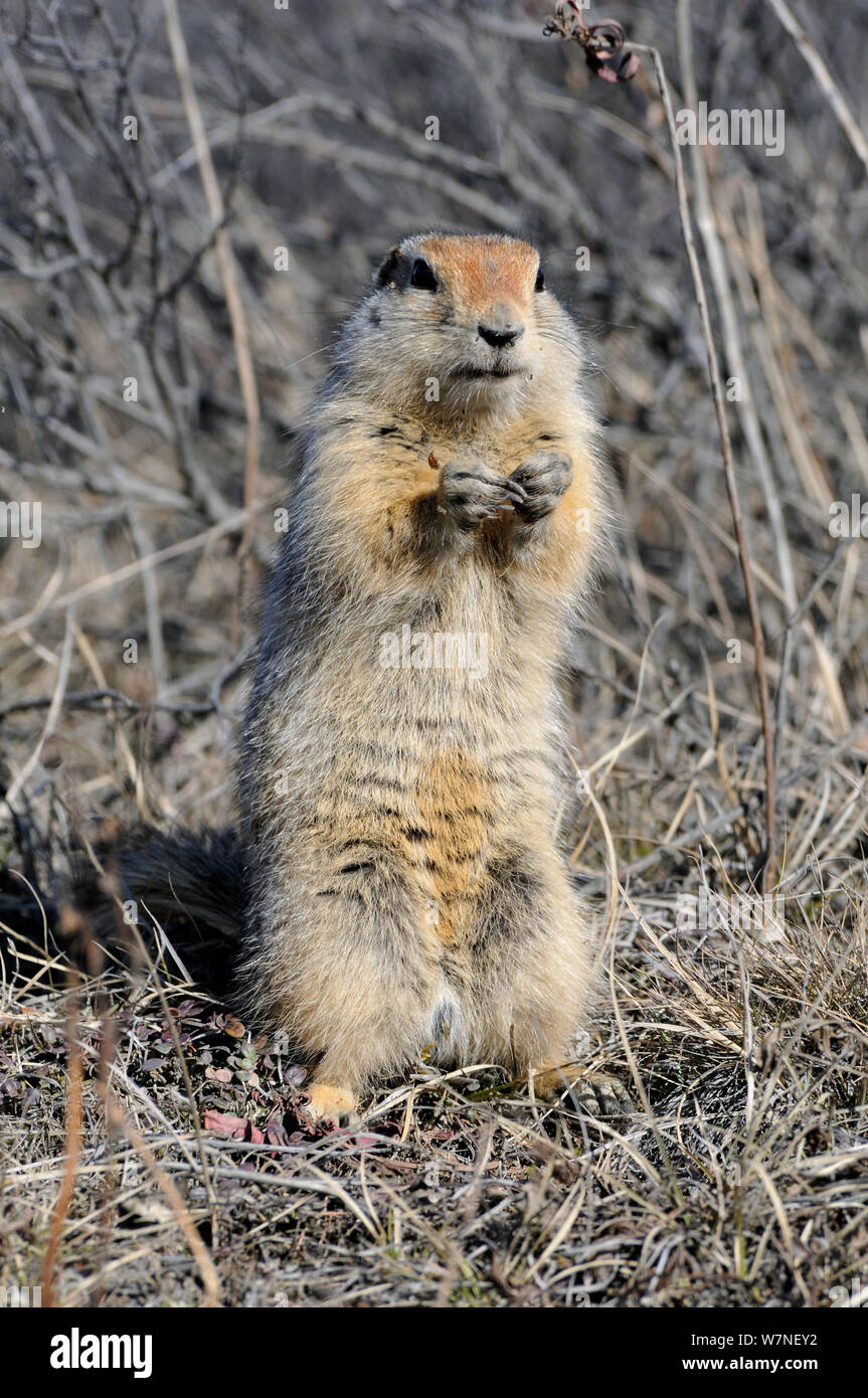 Arctic / Parry's ground squirrel (Spermophilus parryii, Magadan oblast, Far East Russia, May Stock Photo