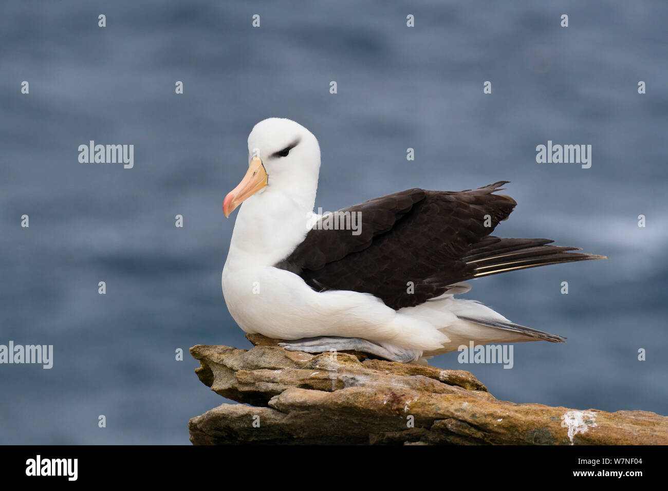 Black-browed Albatross (Thalassarche melanophrys) Falkland Islands, Subantarcic.  February. Stock Photo