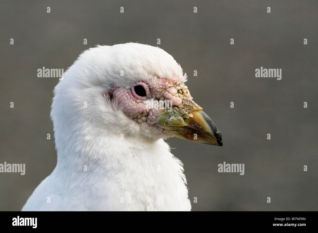 Pale-faced / Pale faced Sheathbill (Chionis alba) head portrait, Antarctica. February. Stock Photo