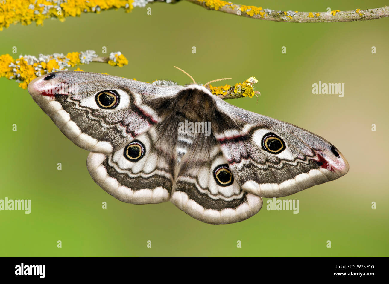 Small emperor moth (Saturnia pavonia) female with wings open showing eyespots on lichen covered twig, Captive, UK, April Stock Photo