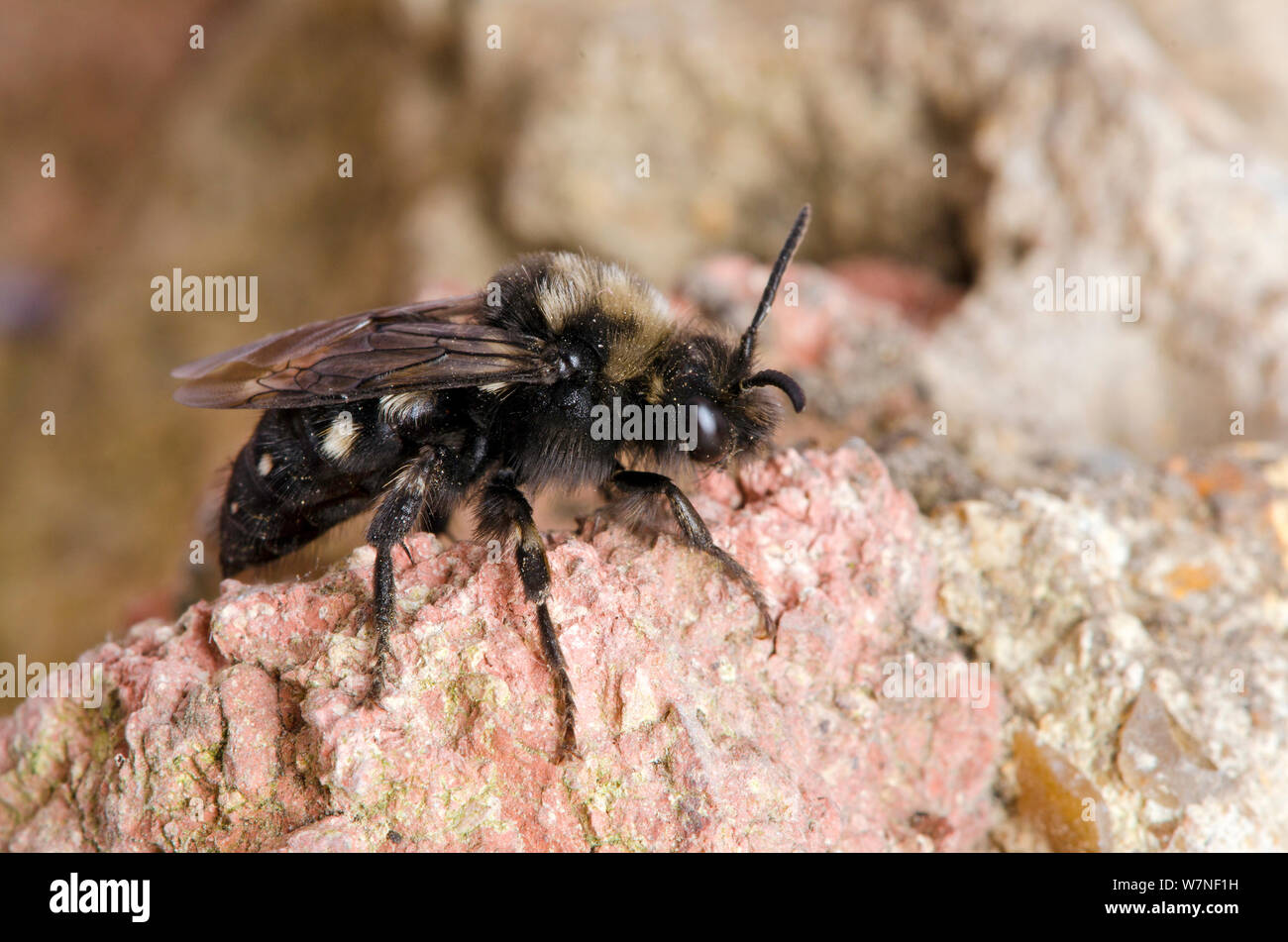 Cuckoo bee (Melecta albifrons) parasite of (Anthophora plumipes) on old wall where host species nests, Hertfordshire, England, UK, April Stock Photo