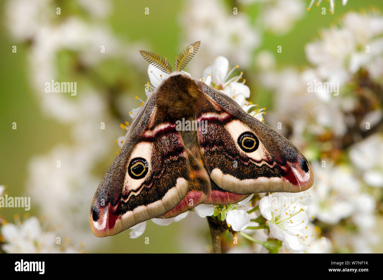 Small emperor moth (Saturnia pavonia) male with wings closed on Blackthorn, Captive, UK, April Stock Photo