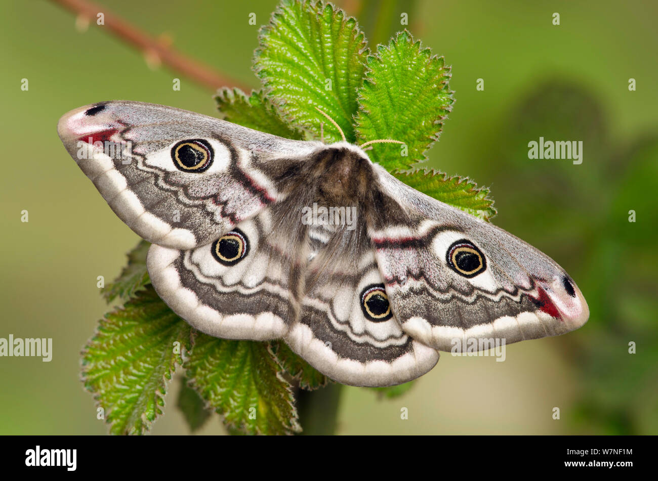 Small emperor moth (Saturnia pavonia) female showing eyespots, Captive, UK, April Stock Photo