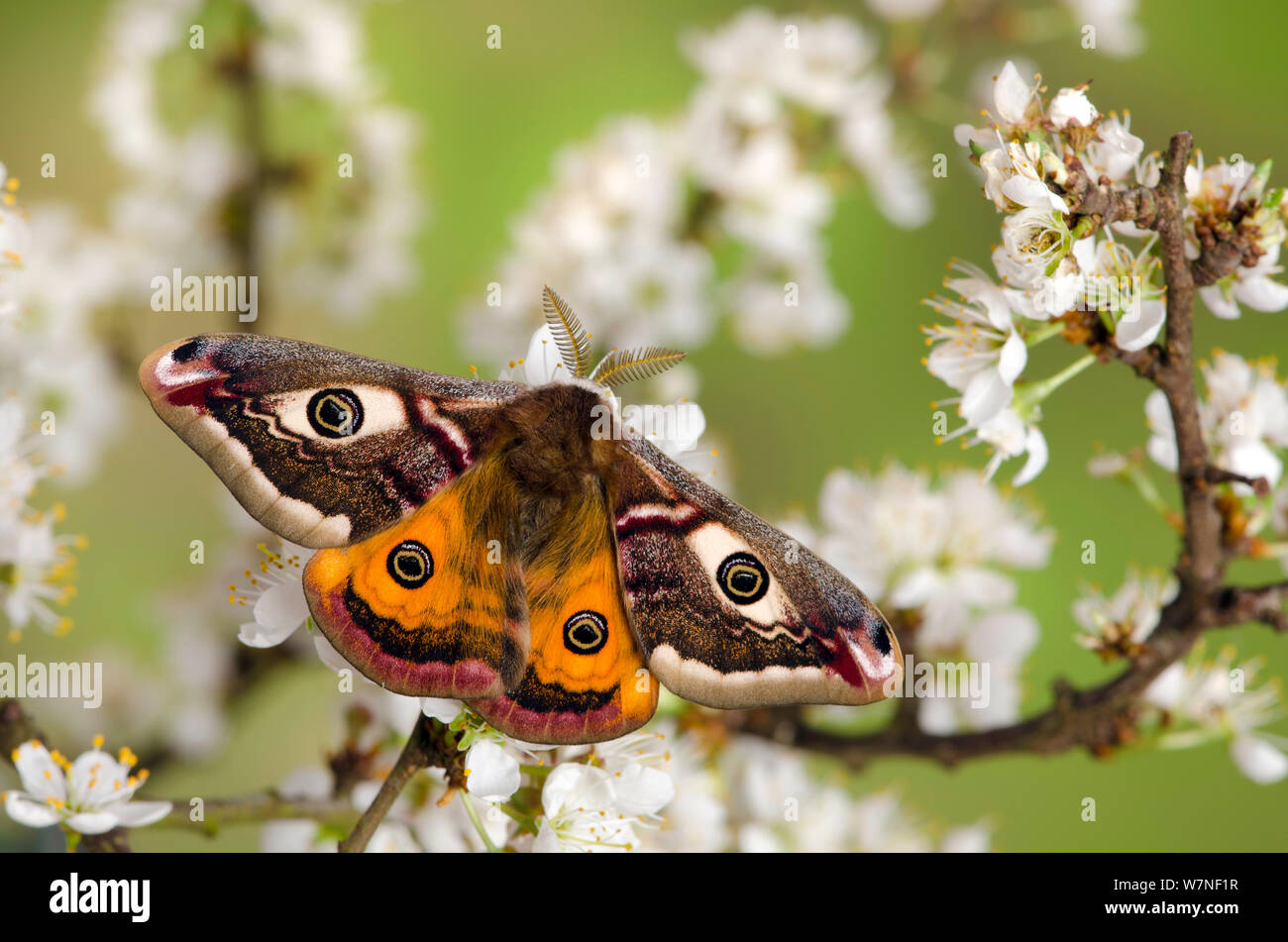 Small emperor moth (Saturnia pavonia) male with wings open showing eyespots on Blackthorn, Captive, UK, April Stock Photo