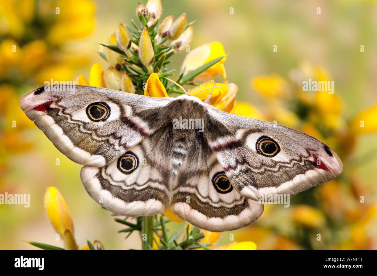 Small emperor moth (Saturnia pavonia) female with wings open showing eyespots on Gorse, Captive, UK, April Stock Photo