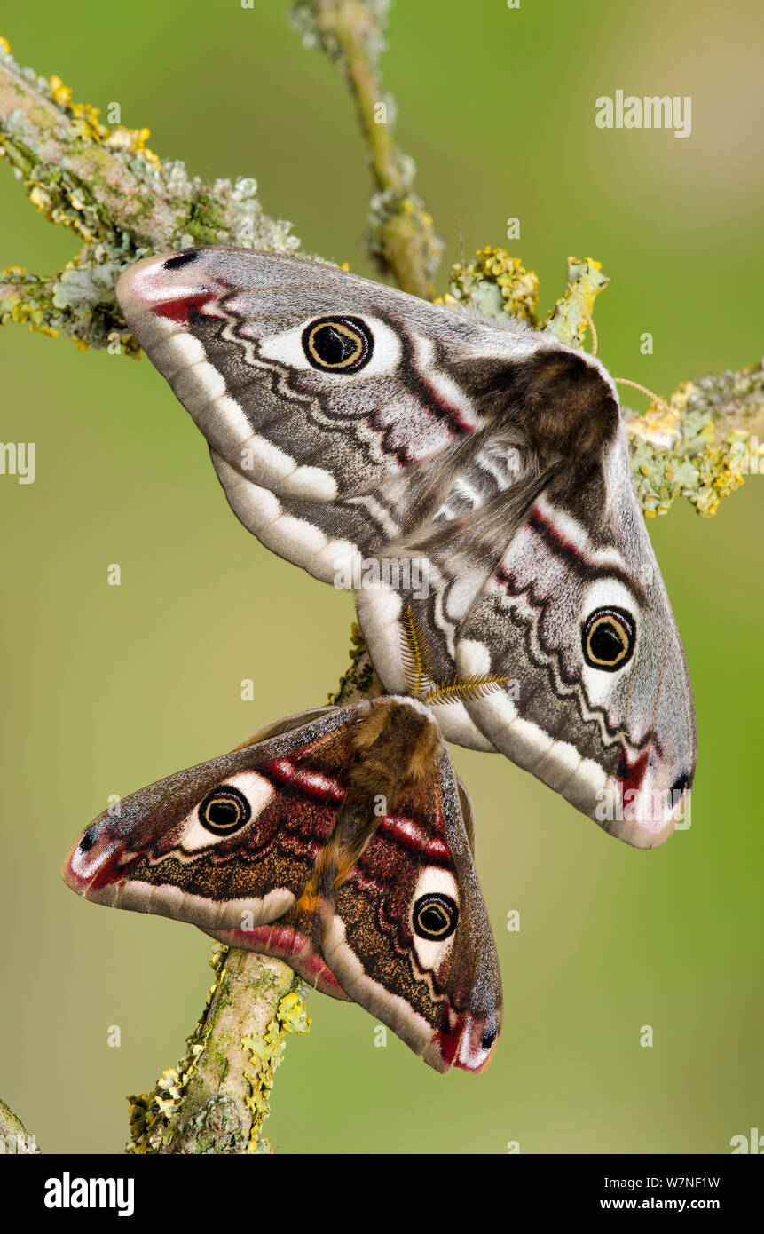 Small emperor moth (Saturnia pavonia) male below female, on lichen ...