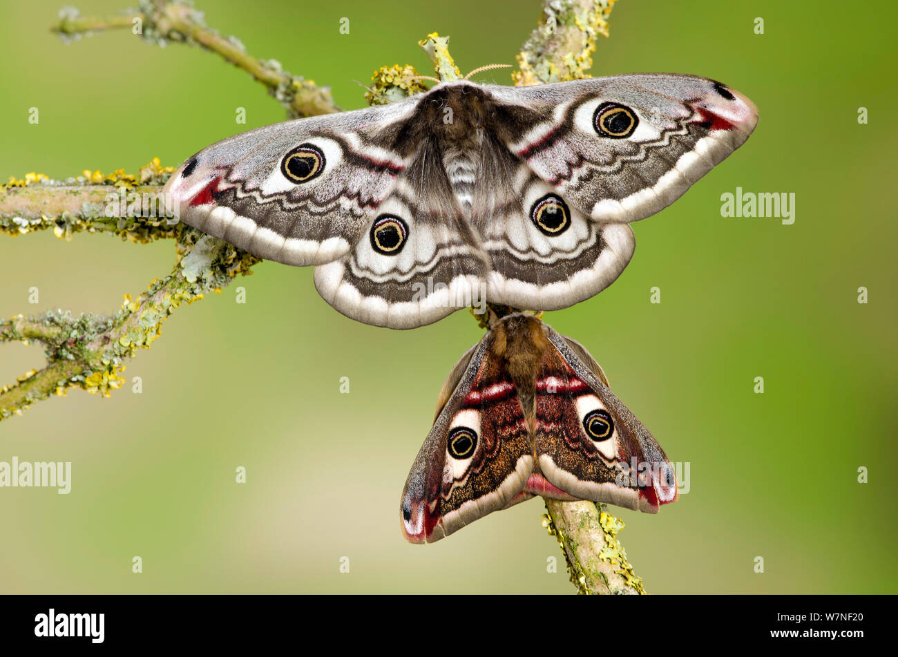 Small emperor moth (Saturnia pavonia) male below; female with wings ...