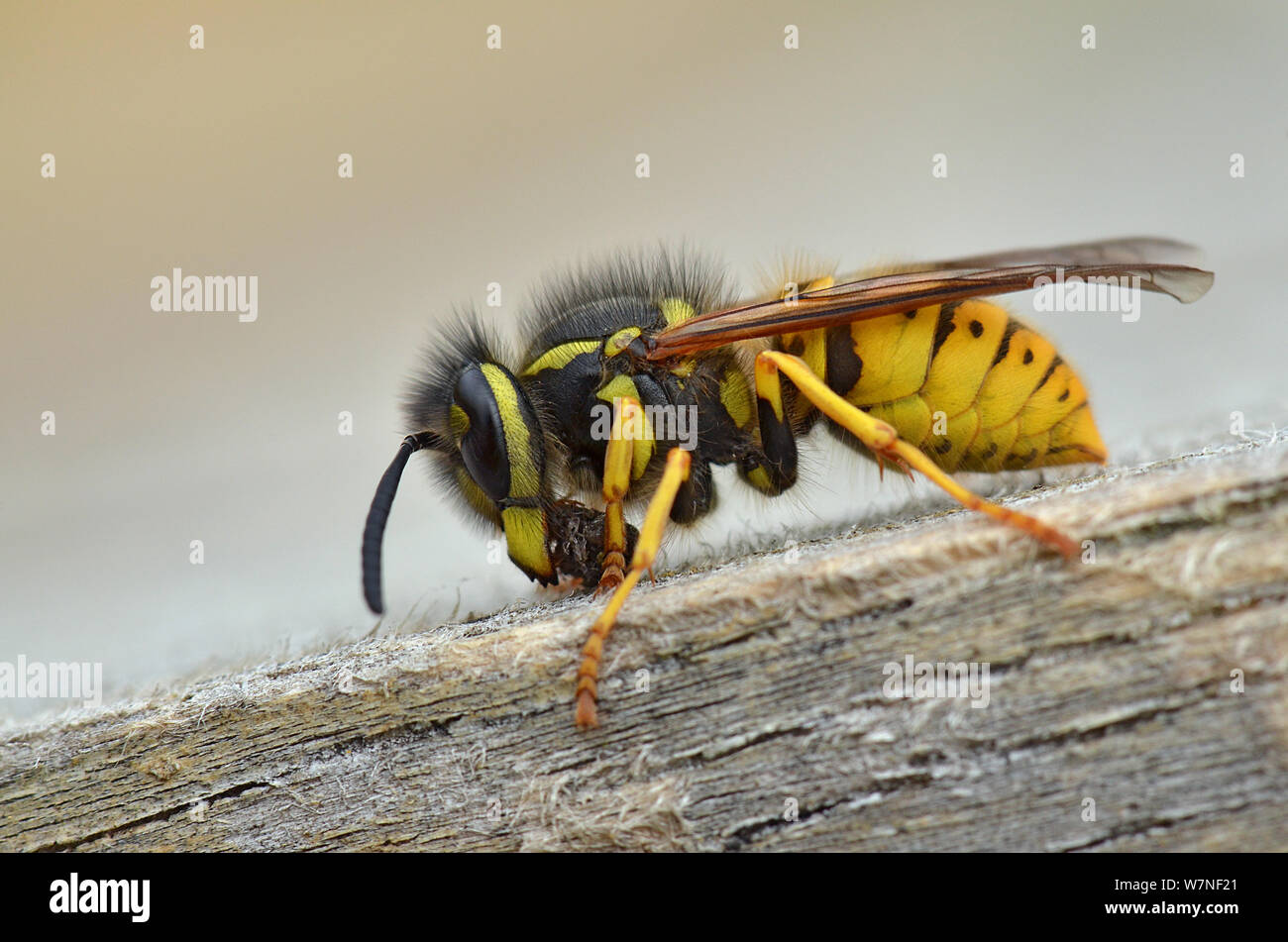 German wasp (Vespula germanica) collecting wood to make pulp for nest building, Hertfordshire, England, UK, August Stock Photo