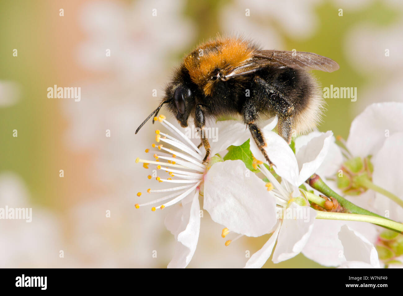 Tree Bumblebee (Bombus hypnorum) feeding on nectar from Blackthorn (Prunus spinosa) blossom, Hertfordshire, England, UK, March Stock Photo