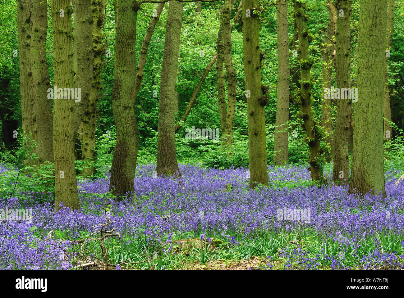 Bluebells (Hyacinthoides non-scripta) in flower, Hagbourne Copse Nature Reserve, Swindon, Wiltshire, England, UK, May 2010. Stock Photo