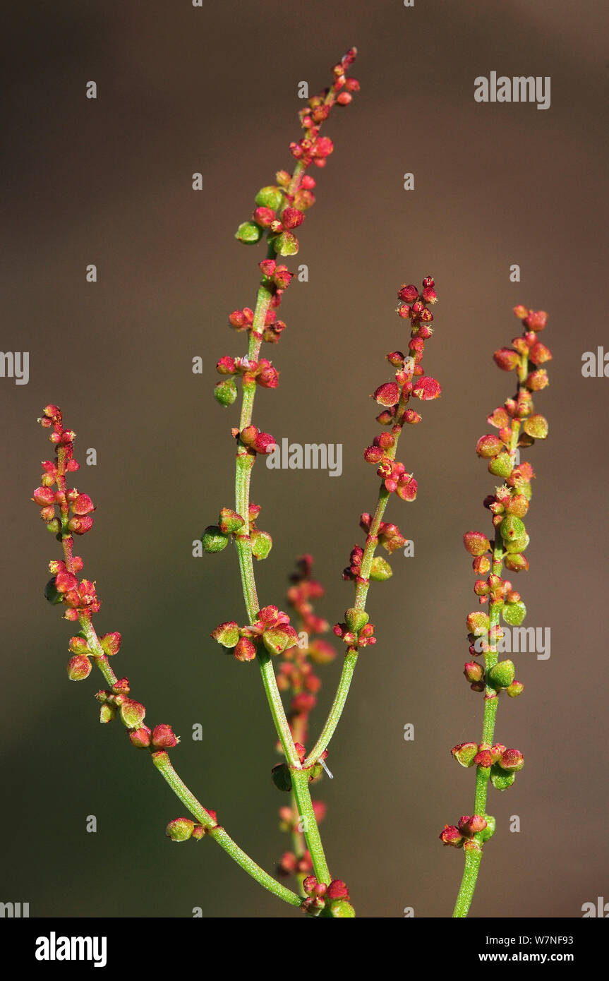 Sheep's sorrel (Rumex acetosella) in flower, Dorset, England, UK, June Stock Photo