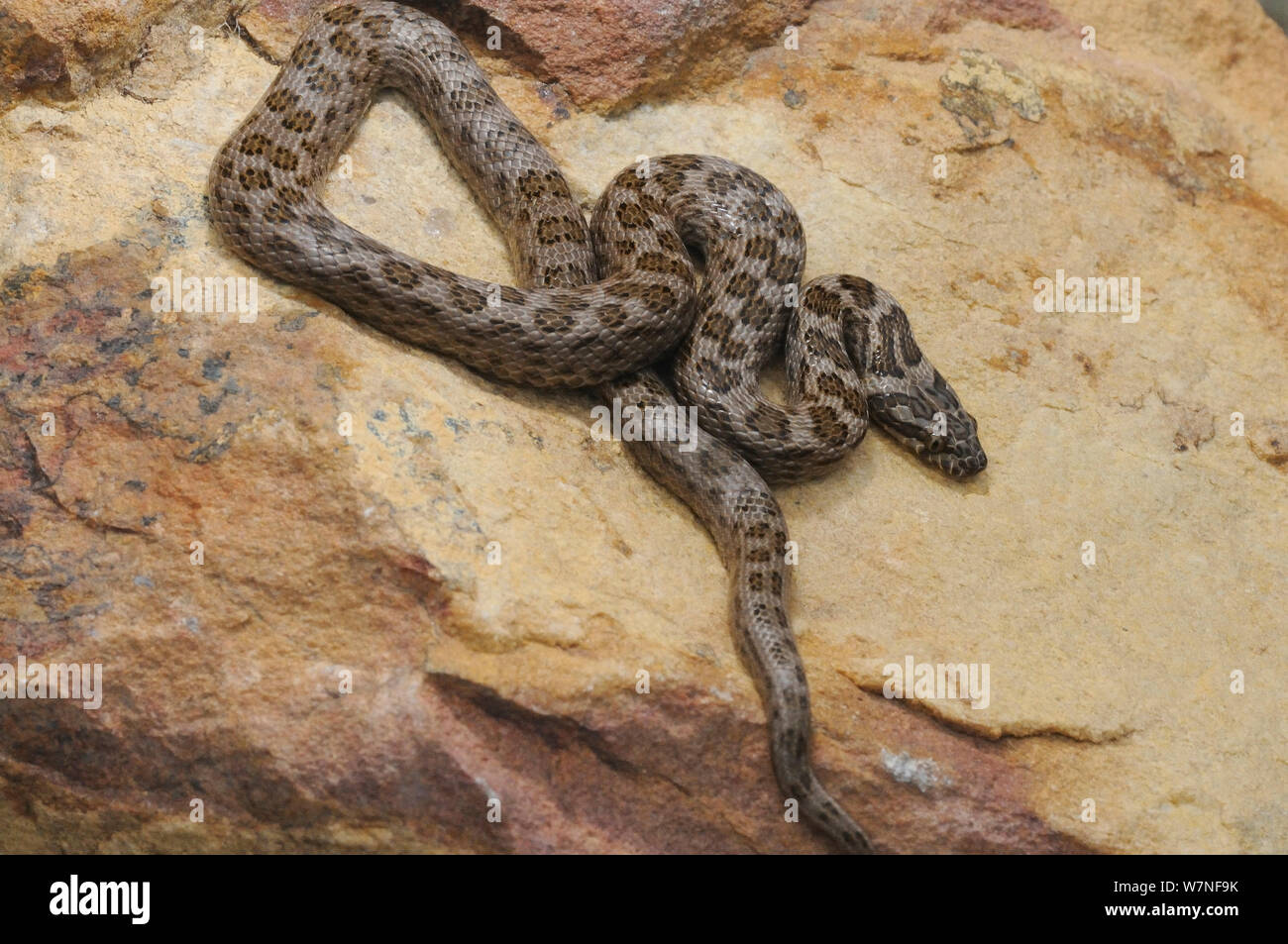 Spotted rock snake hires stock photography and images Alamy