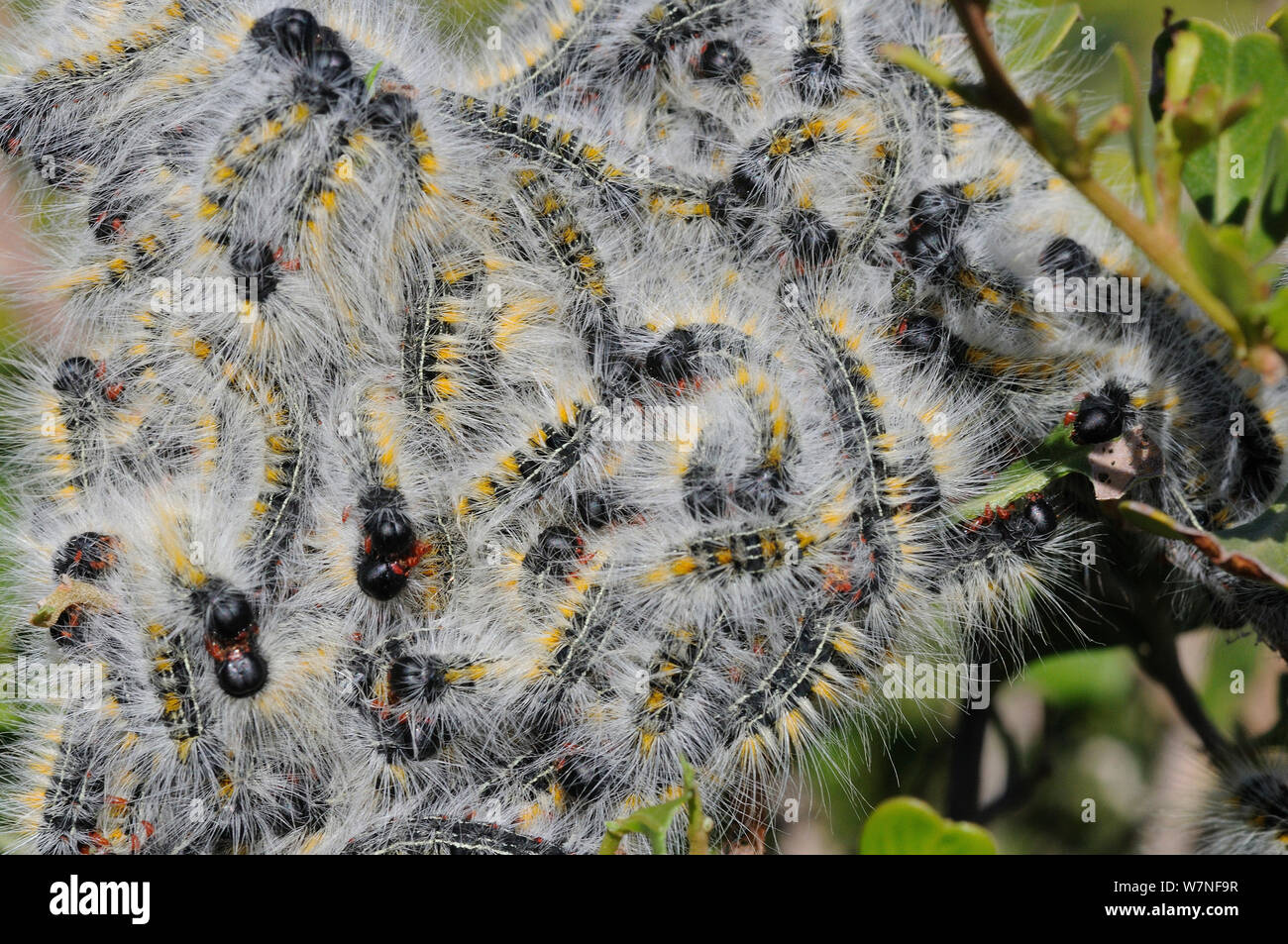 Caterpillars of Pepper tree moth pallida) deHoop Nature