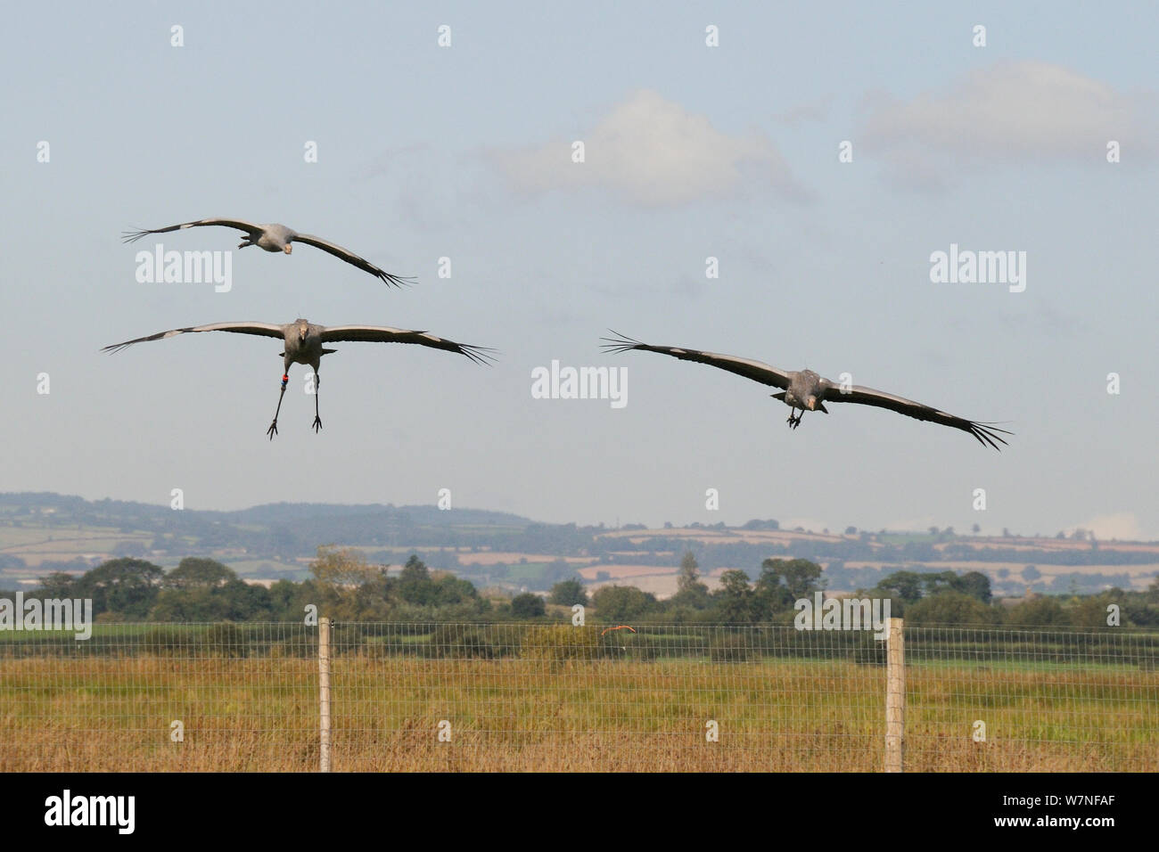 Three young Common / Eurasian cranes (Grus grus) flying back in over the fence of their fox-proof roost and initial release enclosure, Somerset Levels, England, UK, September 2012 Stock Photo