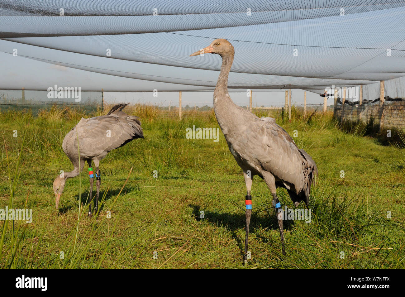 Two young Common / Eurasian cranes (Grus grus) in a netted aviary before being released as part of a reintroduction program, Somerset Levels, England, UK, September 2012 Stock Photo