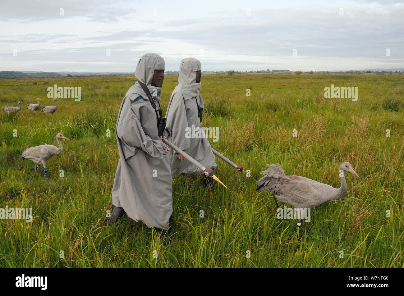 Group of recently released young Common / Eurasian cranes (Grus grus) walking with two carers in crane costumes acting as surrogate parents, Somerset Levels, England, UK, September 2012 Stock Photo