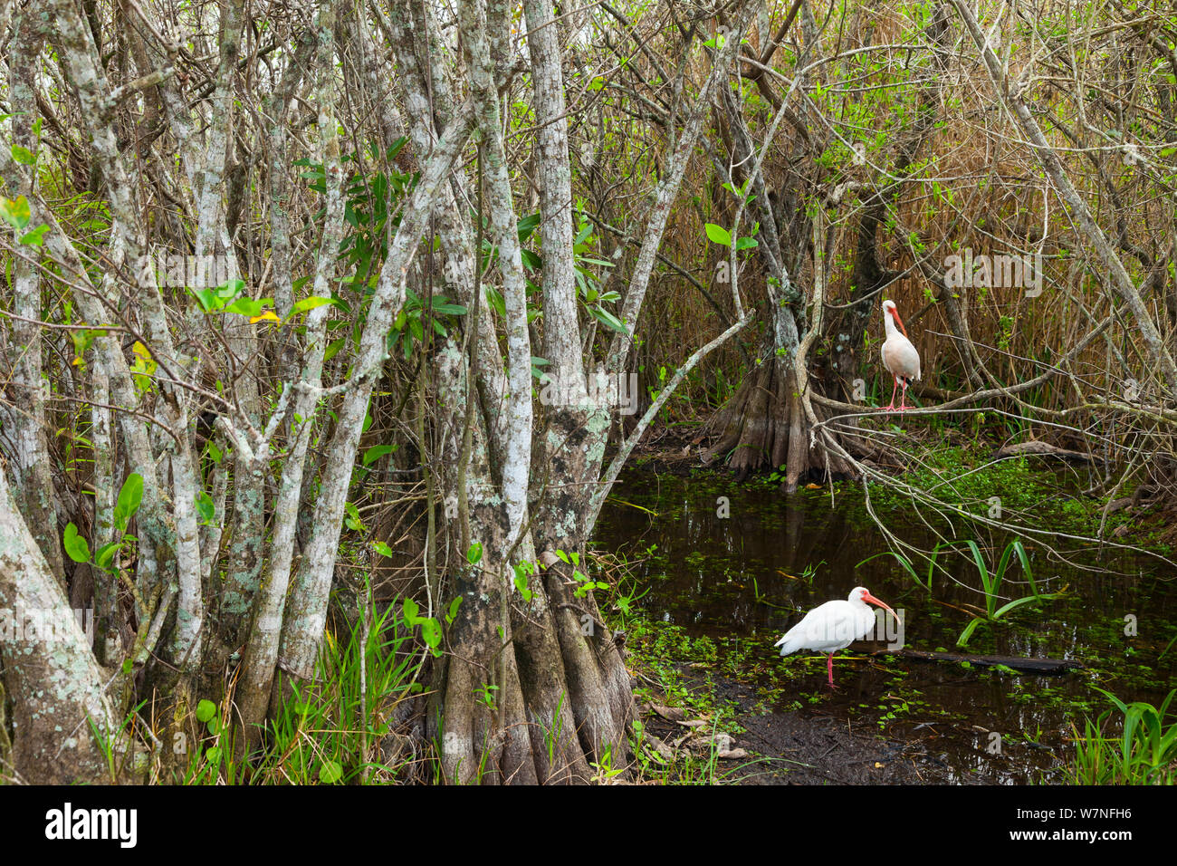 White Ibis (Eudocimus albus) in mangrove trees. Everglades National Park, Florida, USA, February. Stock Photo