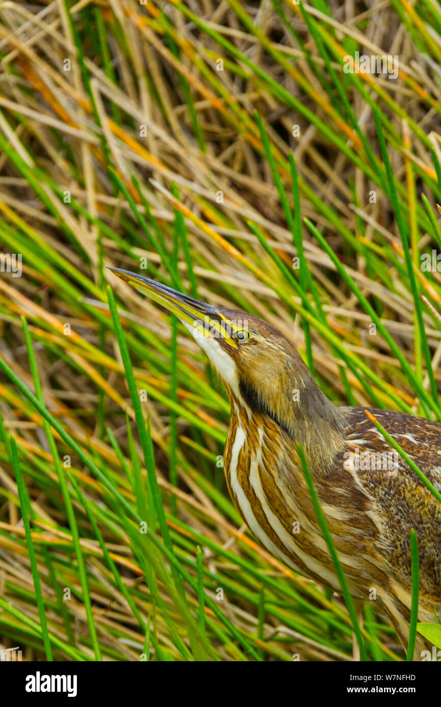 American Bittern (Botaurus lentiginosus) in reeds. Everglades National Park, Florida, USA, February. Stock Photo