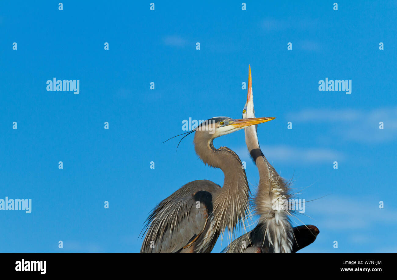 Great Blue Heron (Ardea herodias) courtship behaviour. Everglades National Park, Florida, USA, February. Stock Photo