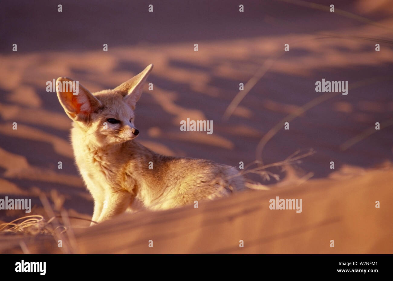 Fennec Fox (Fennecus zerda) on sands. Captive. Morocco, North Africa