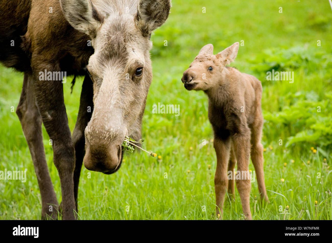 Moose (Alces alces) cow with a newborn calf. Tony Knowles Coastal Trail, Anchorage, south-central Alaska, May. Stock Photo