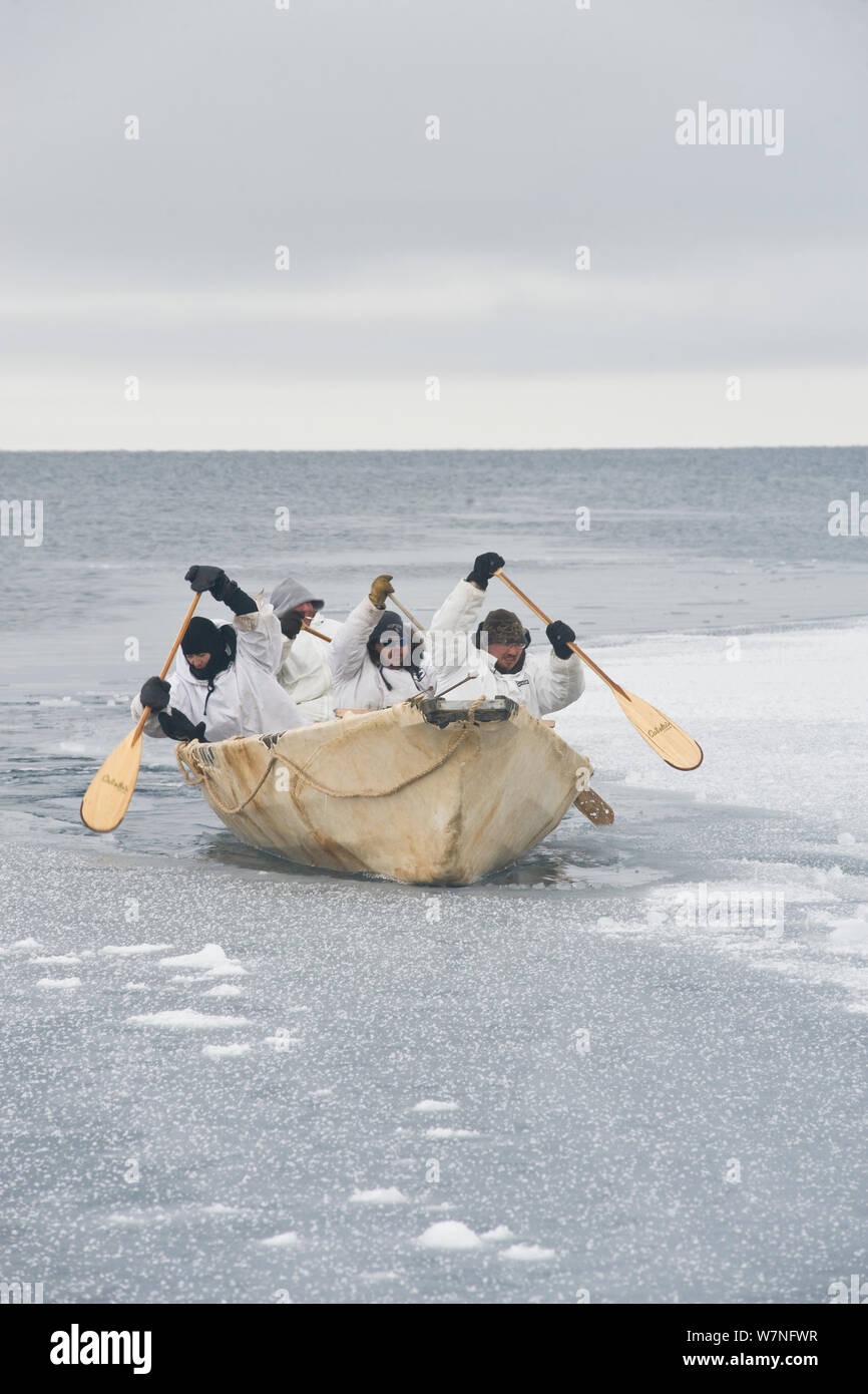 Inupiaq subsistence whalers paddle their umiak - or bearded seal skin boat - and break thin ice forming in the open lead, allowing for passing bowhead whales during spring whaling season. Chukchi Sea, offshore from Barrow, Arctic coast of Alaska, April 2012. Stock Photo