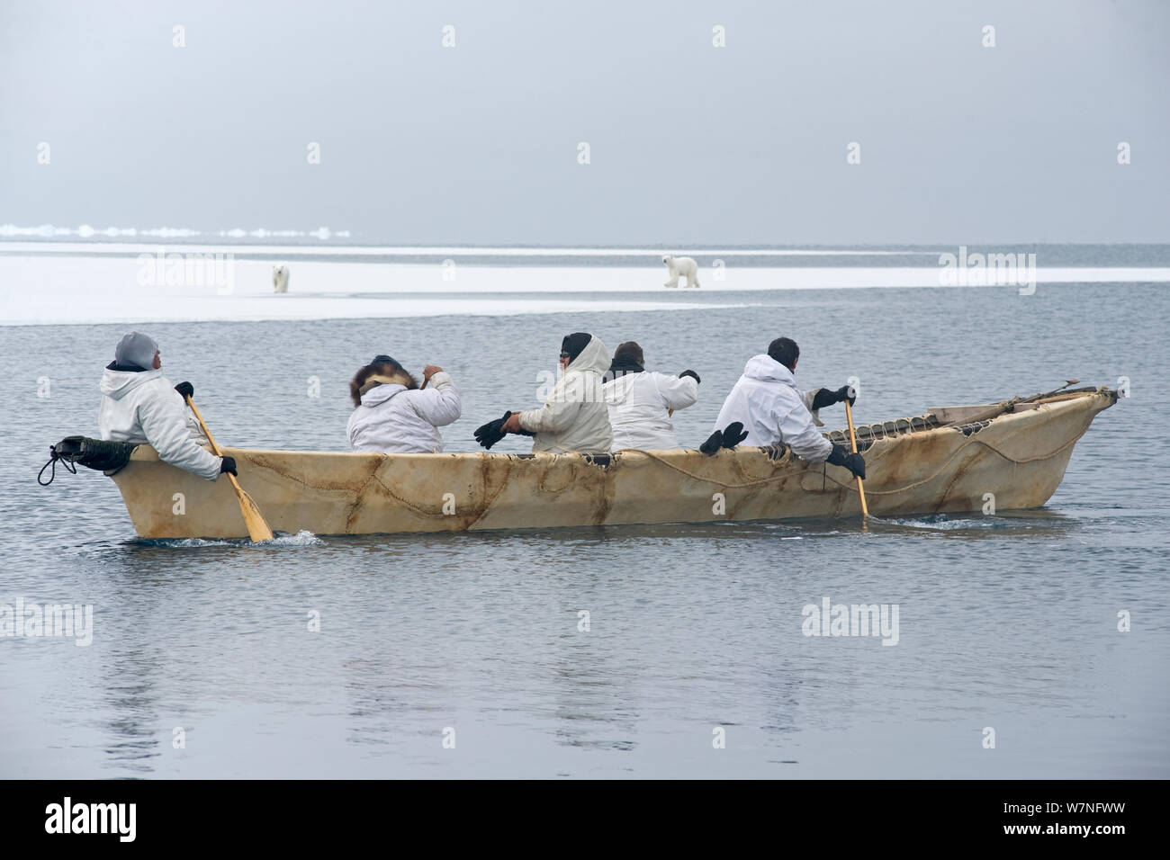 Inupiaq subsistence whalers in their umiak - bearded seal skin boat - watch a polar bear (Ursus maritimus) sow and cub travel along the edge of the open lead in the pack ice, during spring whaling season. Chukchi Sea, offshore from Barrow, Arctic coast of Alaska, April 2012. Stock Photo