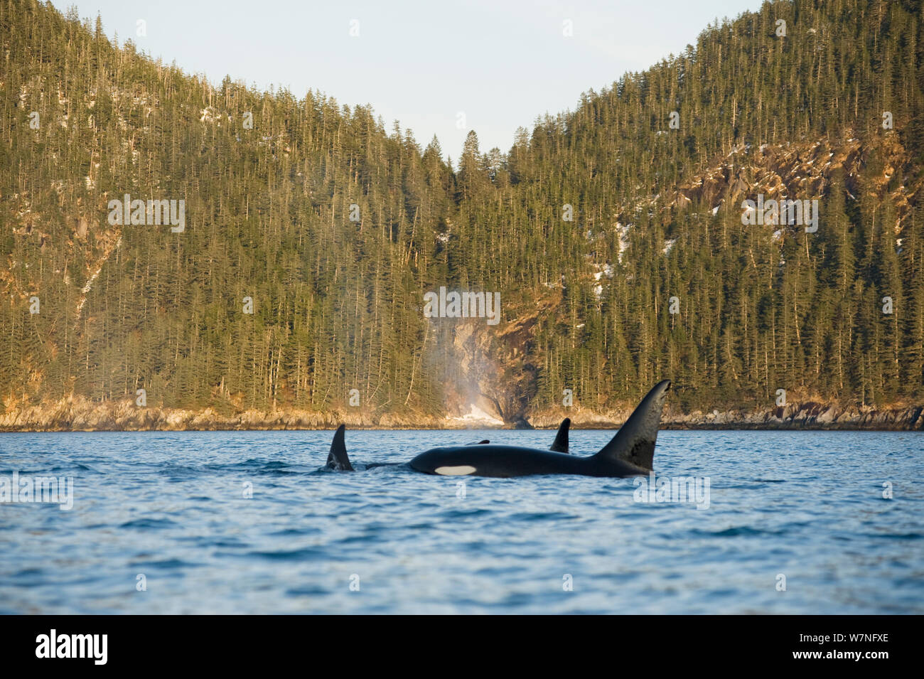 Killer Whale / Orcas (Orcinus orca) pod in Resurrection Bay, Kenai Fjords National Park, outside Seward, Alaska, May. Stock Photo