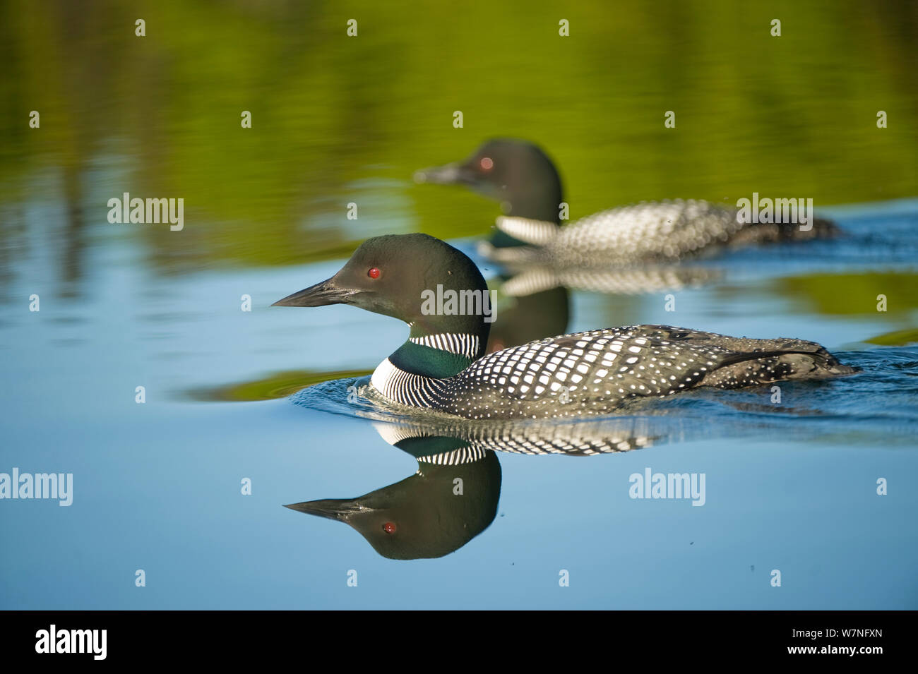 Common / Great Northern Loon (Gavia immer) pair - male in foreground - on lake in Sterling, Kenai Peninsula, southcentral Alaska, May. Stock Photo